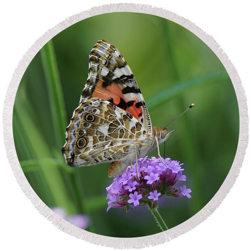Painted Lady Round Beach Towel featuring the photograph Painted Lady Butterfly on Verbena by Robert E Alter Reflections of Infinity