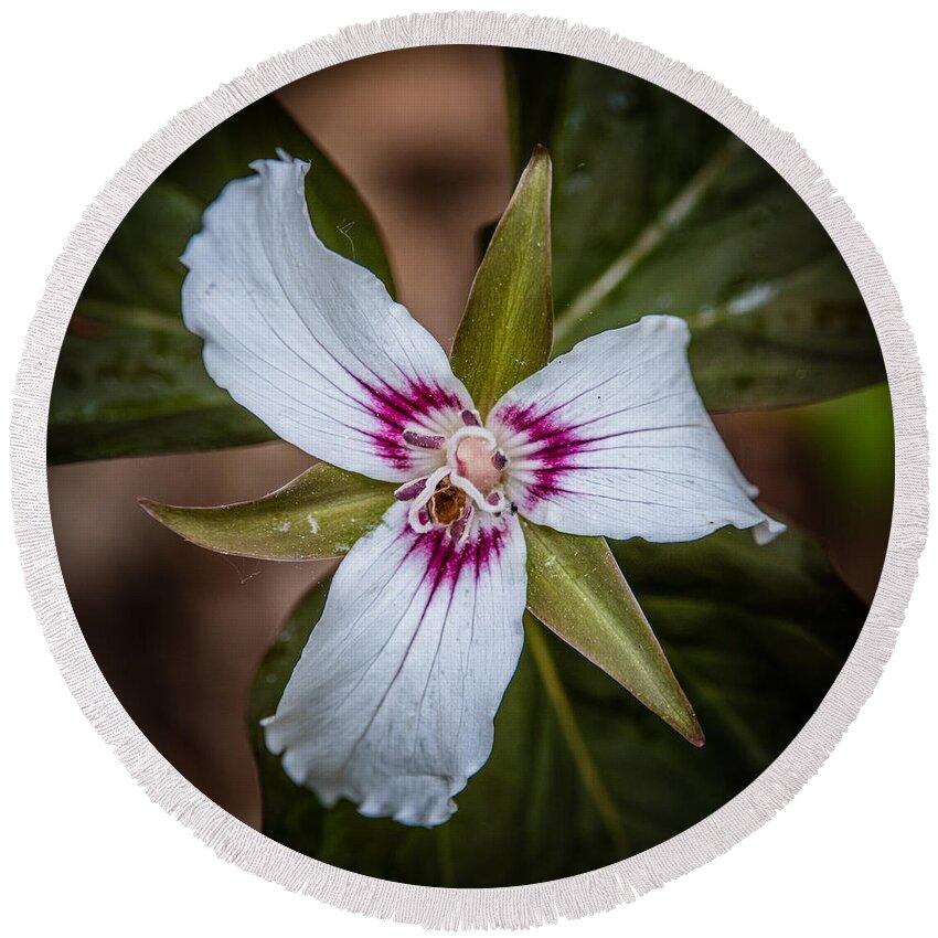 Painted Trillium Round Beach Towel featuring the photograph Painted Trillium by Grace Grogan