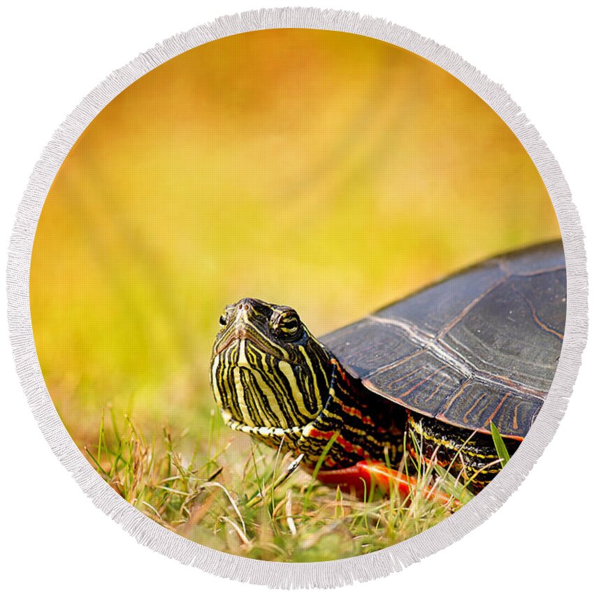 Painted Turtle Photo Round Beach Towel featuring the photograph Painted Turtle Print by Gwen Gibson