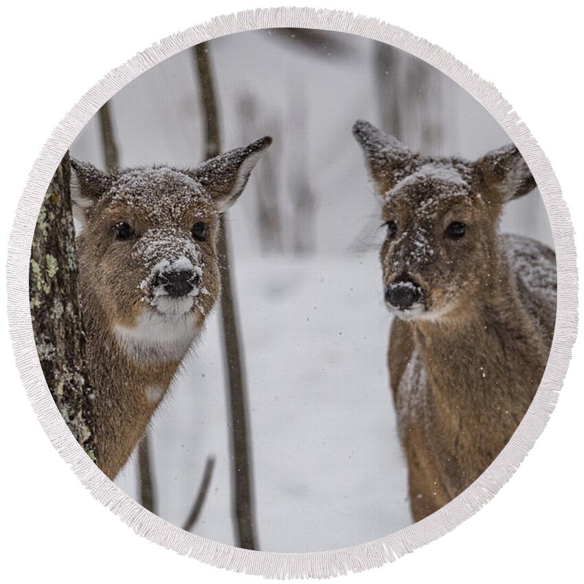 Deer Round Beach Towel featuring the photograph Pair Of Deer by Paul Freidlund