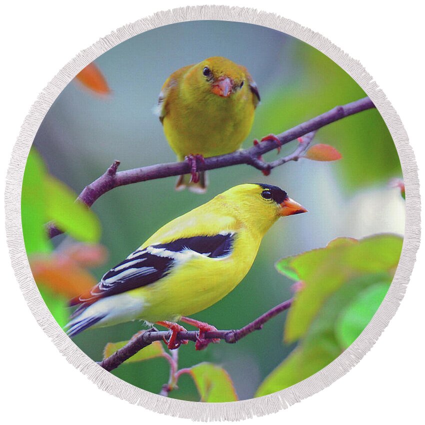 Finch Round Beach Towel featuring the photograph Pair of Goldfinches by Rodney Campbell