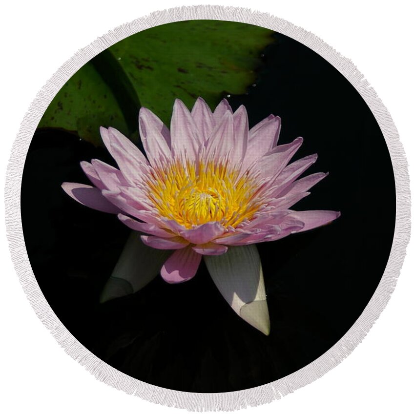 Pale Round Beach Towel featuring the photograph Pale Purple Lotus Waterlily by Jackie Irwin