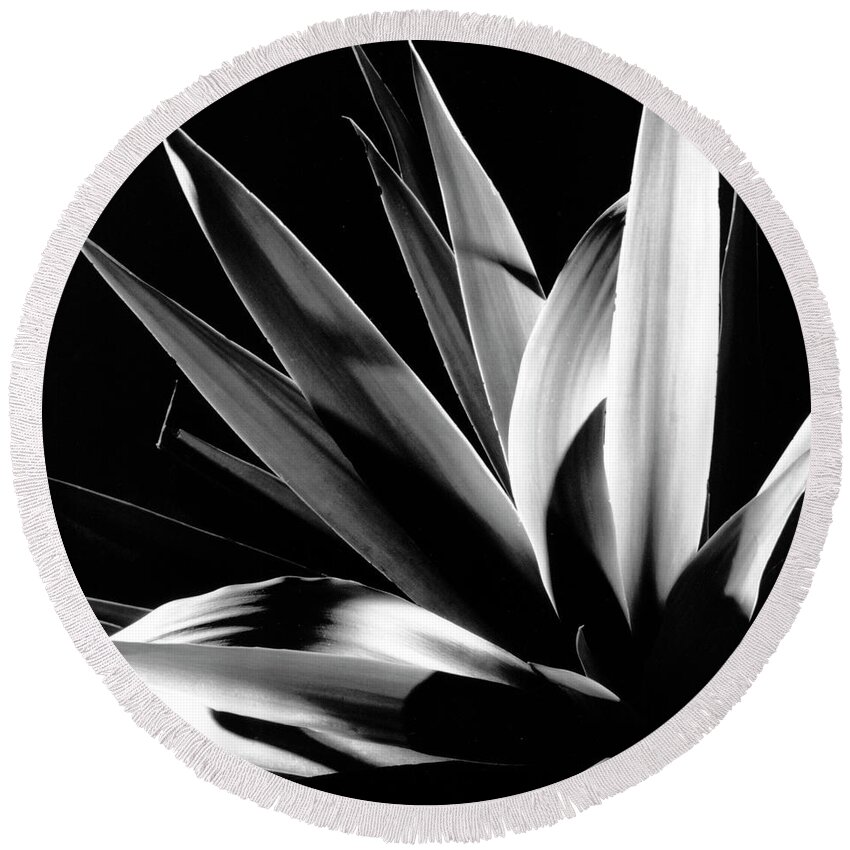 Black And White Round Beach Towel featuring the photograph Palm Plant by Frederic A Reinecke