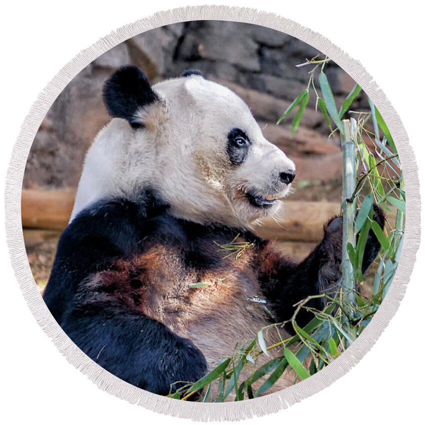 Fur Round Beach Towel featuring the photograph Panda Dining on Bamboo by Kathleen K Parker