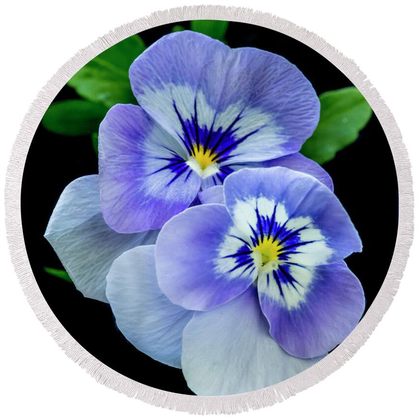 Greeting Card Round Beach Towel featuring the photograph Pansy Portrait by Cathy Kovarik