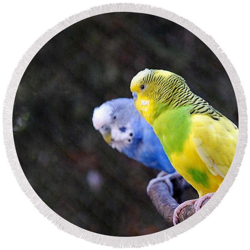 Ft. Worth Round Beach Towel featuring the photograph Parrot Talk by Kenny Glover