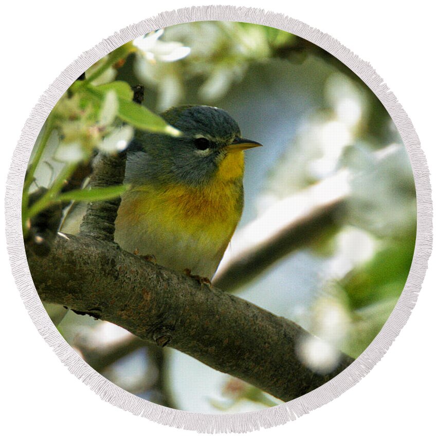 Wildlife Round Beach Towel featuring the photograph Parula in a Pear Tree by William Selander