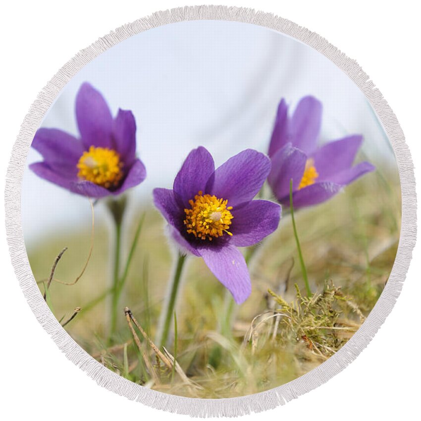 Pasque Flower Round Beach Towel featuring the photograph Pasque Flowers by David & Micha Sheldon