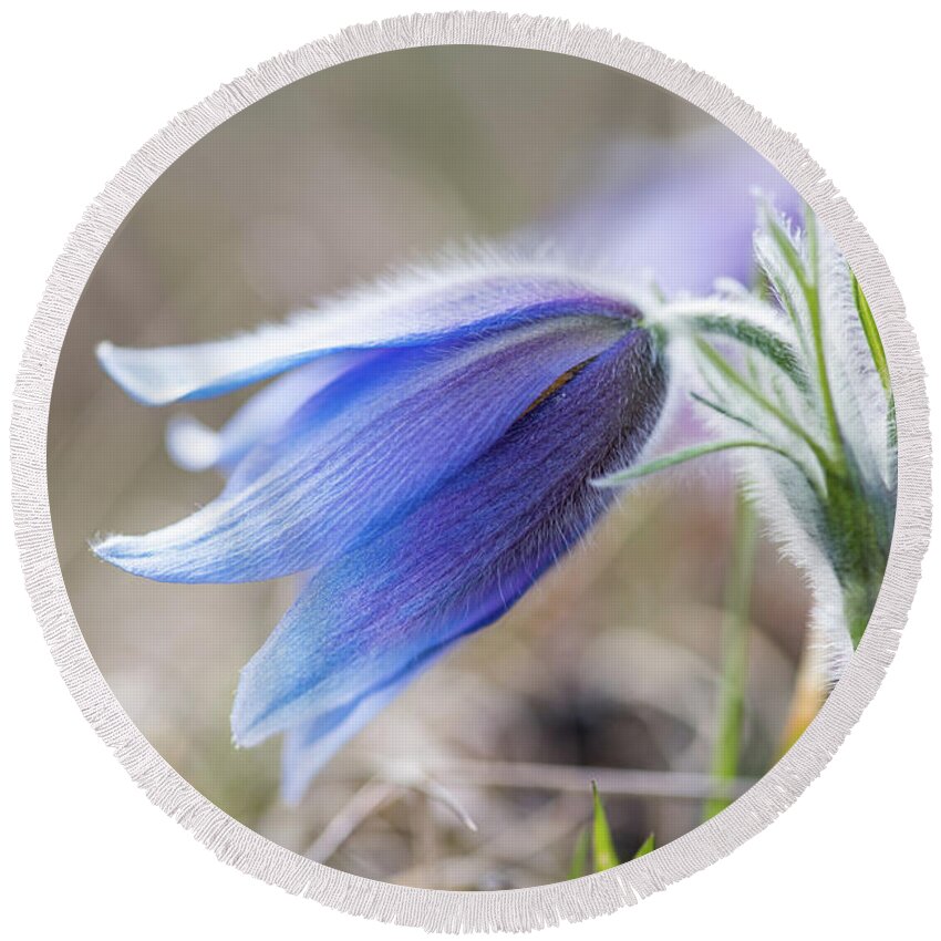 Anemone Pulsatilla Round Beach Towel featuring the photograph Pasque Flower's silver grey hair by Torbjorn Swenelius