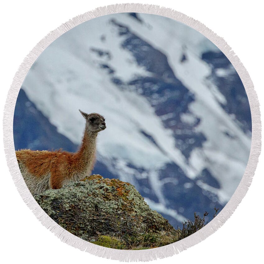 Guanaco Round Beach Towel featuring the photograph Patagonian Guanaco #2 - Chile by Stuart Litoff