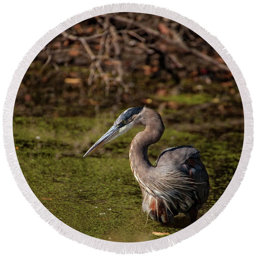 Moment Of The Heron Round Beach Towel featuring the photograph Patiently Waiting by Karol Livote