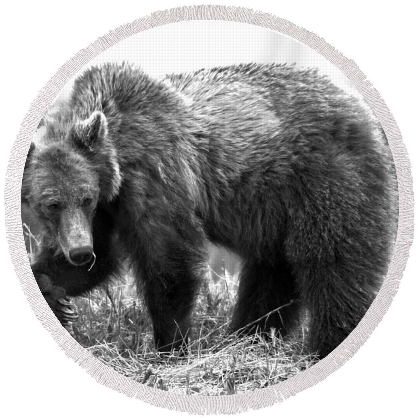 Grizzly Bear Round Beach Towel featuring the photograph Pawing Through The Grass Black And White by Adam Jewell