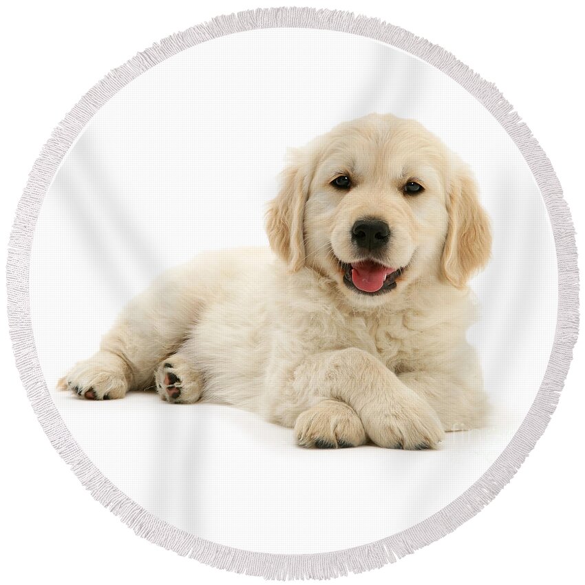 Golden Retriever Round Beach Towel featuring the photograph Paws Crossed Pup by Warren Photographic