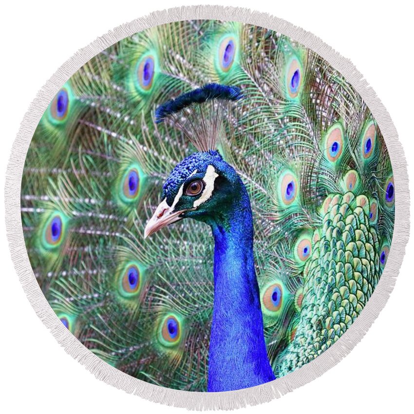 Peacock Round Beach Towel featuring the photograph Peacock Bloom by Steve McKinzie