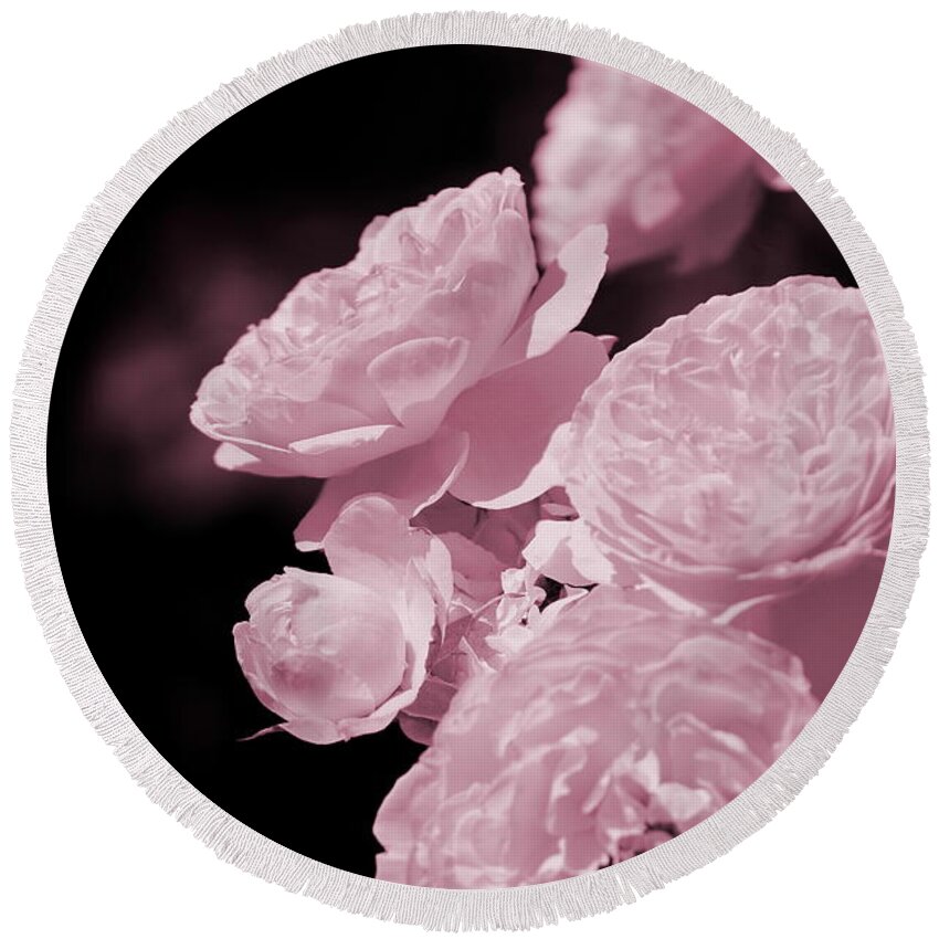 Peony Pink Round Beach Towel featuring the photograph Peacock Pink Cabbage Roses on Black by Colleen Cornelius
