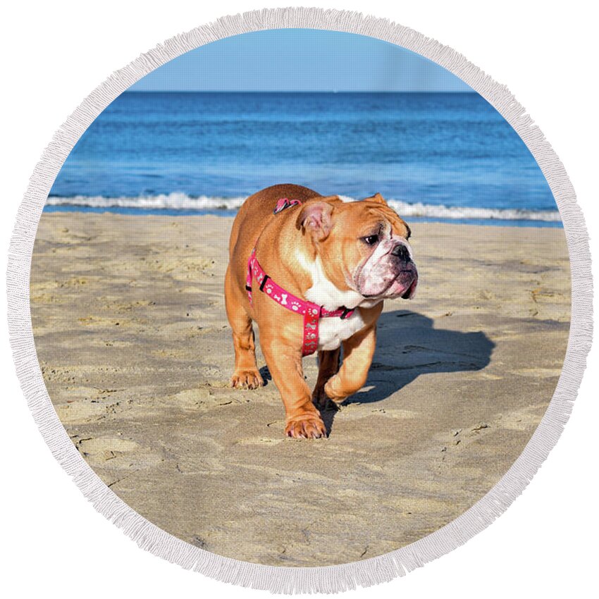 Ocean Round Beach Towel featuring the photograph Peanut on the Beach by Nicole Lloyd