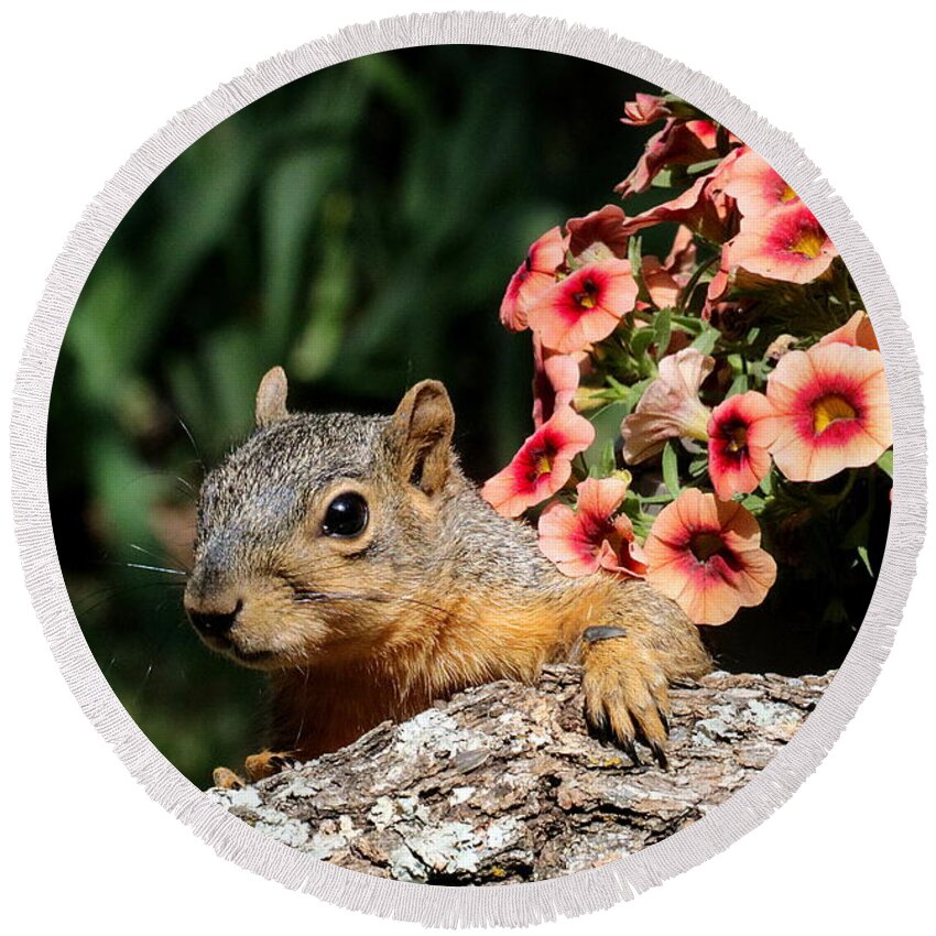 Nature Round Beach Towel featuring the photograph Peek-a-Boo Squirrel by Sheila Brown