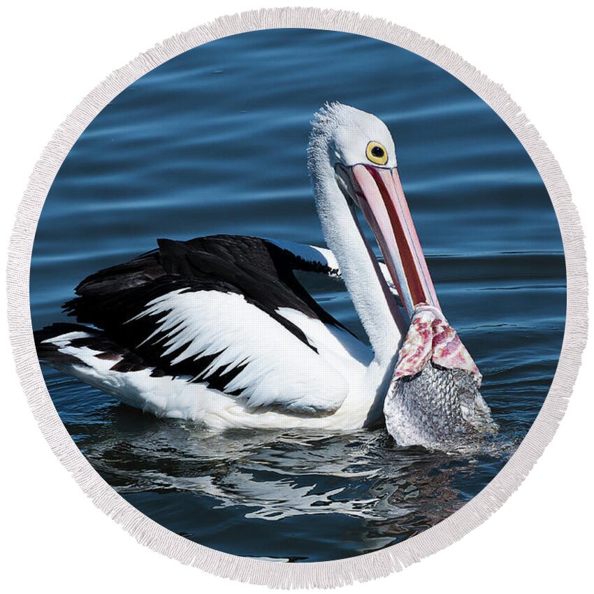 Pelican Photography Round Beach Towel featuring the photograph Pelican fishing 6661 by Kevin Chippindall