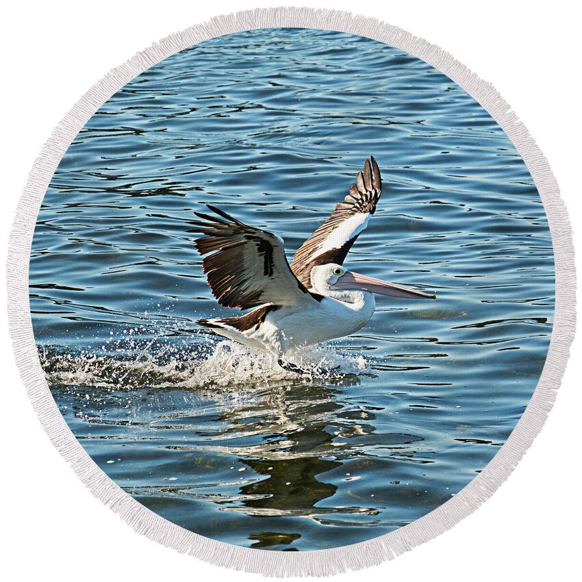 Pelican Round Beach Towel featuring the photograph Pelican Landing by Catherine Reading