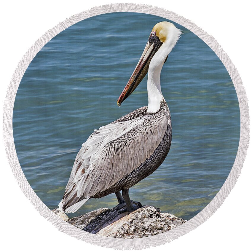 Water Round Beach Towel featuring the photograph Pelican on Rock by Bob Slitzan