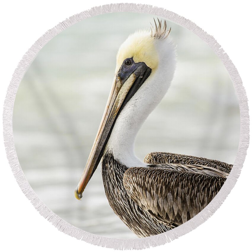 Florida Round Beach Towel featuring the photograph Pelican Pose by Karin Pinkham