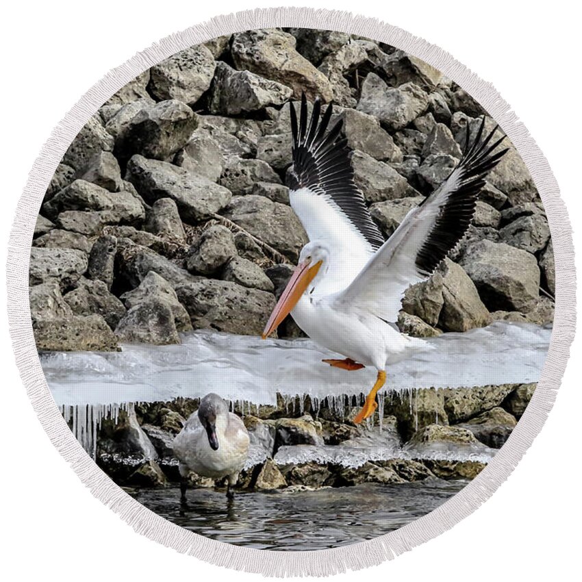 Pelican Round Beach Towel featuring the photograph Pelican Slip by Ray Congrove