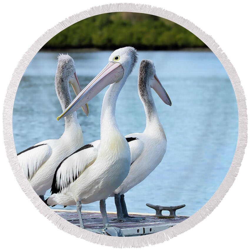 Pelicans Australia Round Beach Towel featuring the photograph Pelicans 6663. by Kevin Chippindall