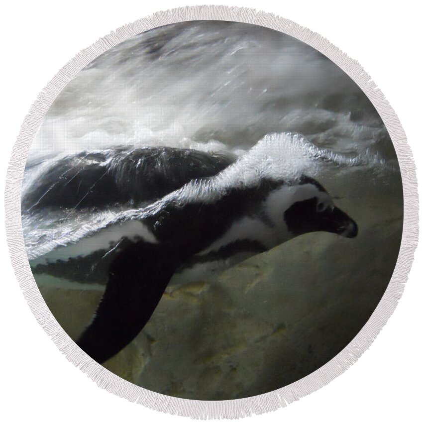 Penguin Round Beach Towel featuring the photograph Swimming Penguin by Maggy Marsh