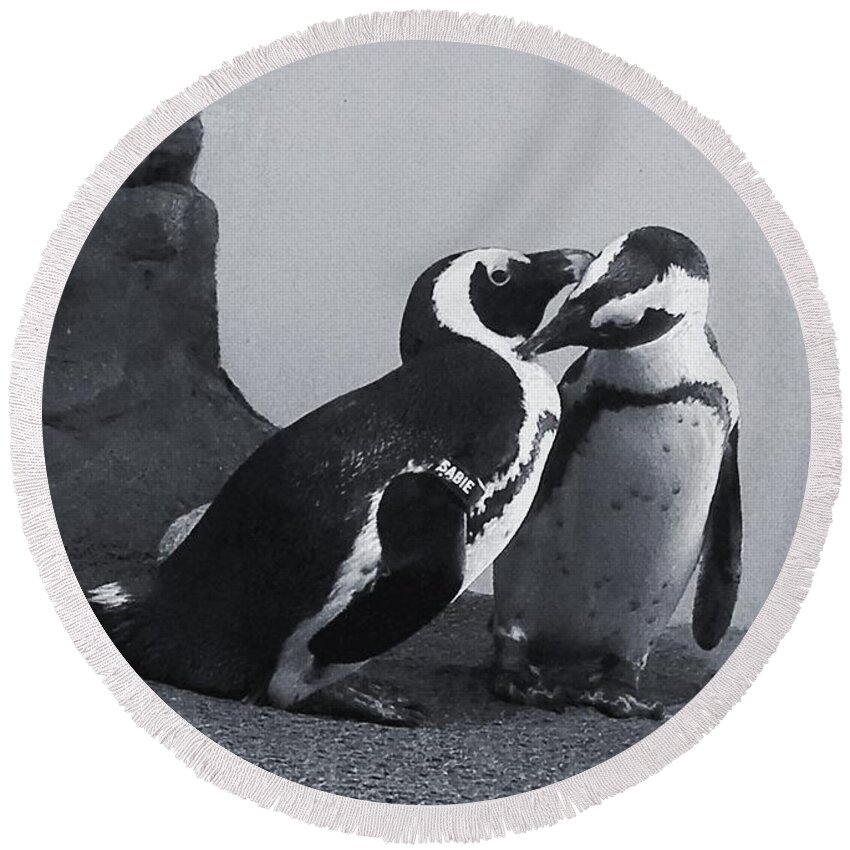 Penguins Round Beach Towel featuring the photograph Penguins by Sandy Taylor