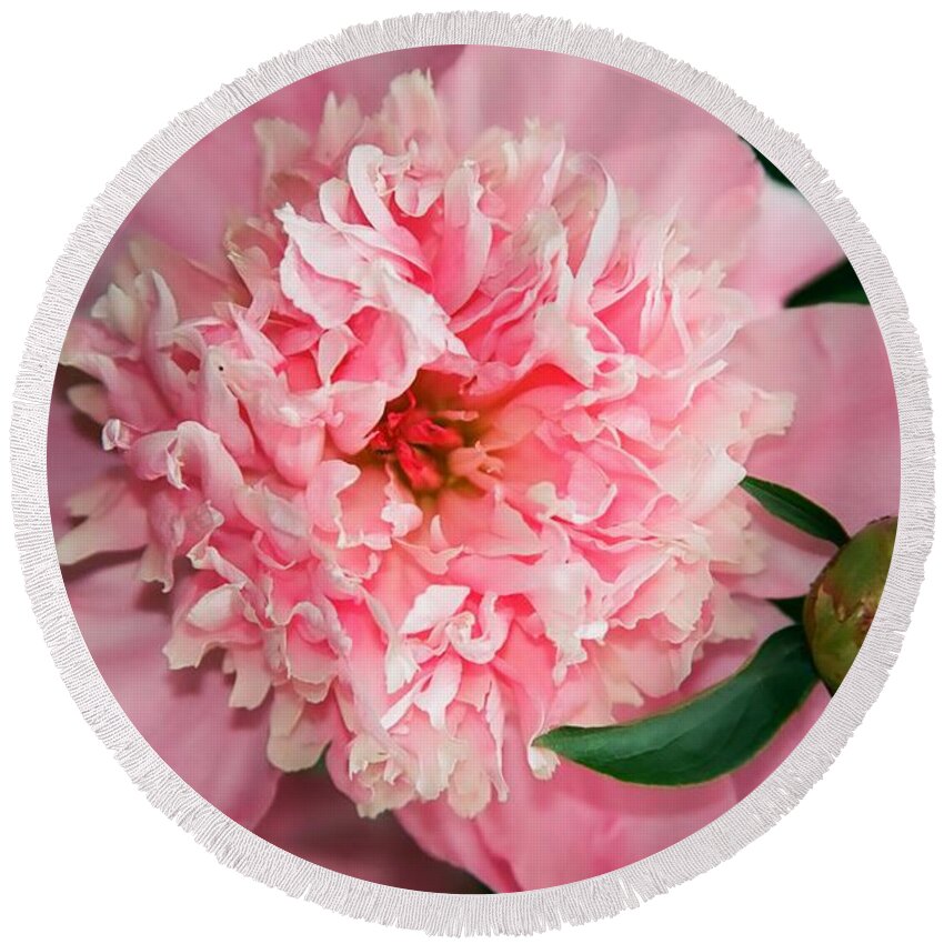 Flowers Round Beach Towel featuring the photograph Peony and Bud by Kathy McClure