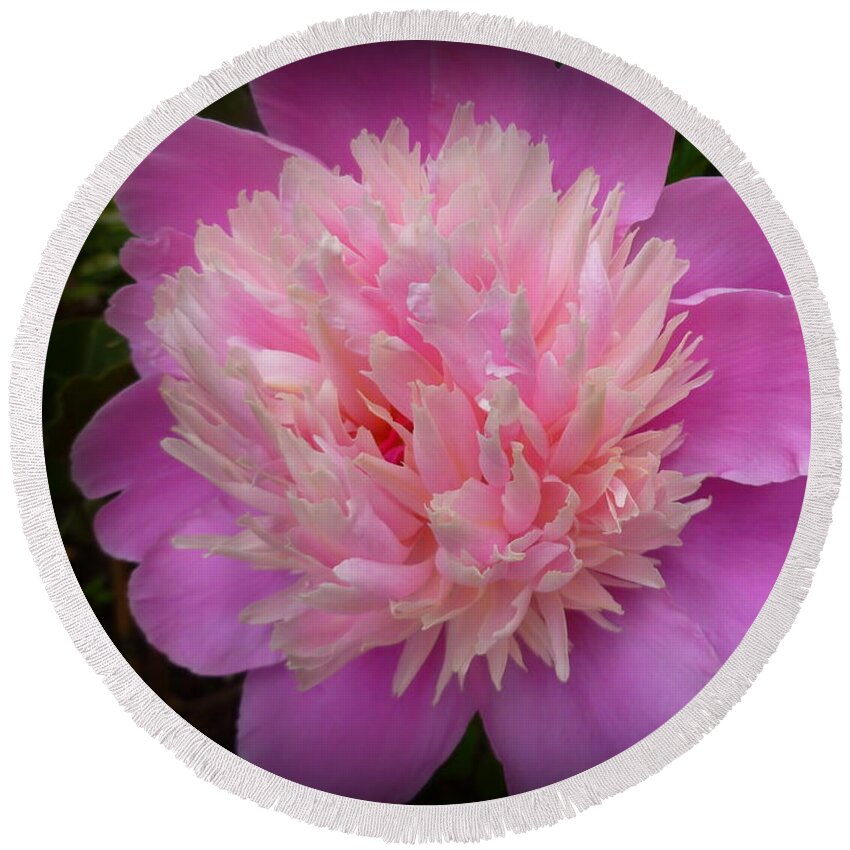 Beauty Round Beach Towel featuring the photograph Peony Bowl of Beauty by Lingfai Leung