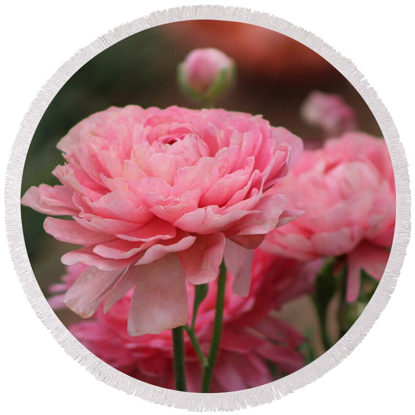 Pink Ranunculus Round Beach Towel featuring the photograph Peony Pink Ranunculus Closeup by Colleen Cornelius