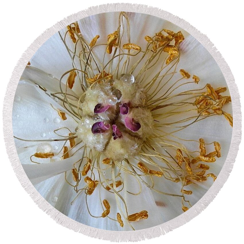 Faoa Flowers Round Beach Towel featuring the photograph Peony - water drop by Elisabeth Derichs
