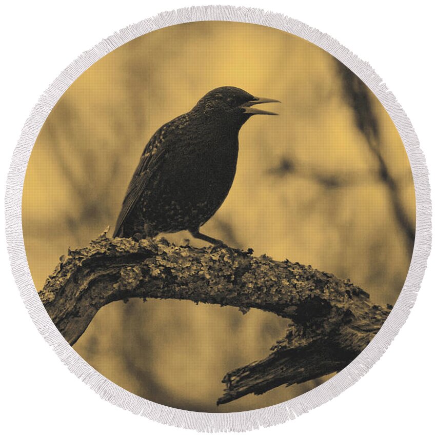 Bird Round Beach Towel featuring the photograph Perched In The Old Oak by Joe Geraci
