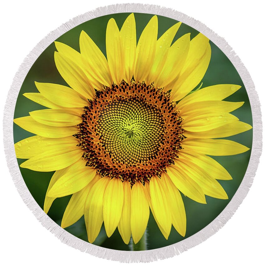 Sunflower Round Beach Towel featuring the photograph Perfect Sunflower by Don Johnson
