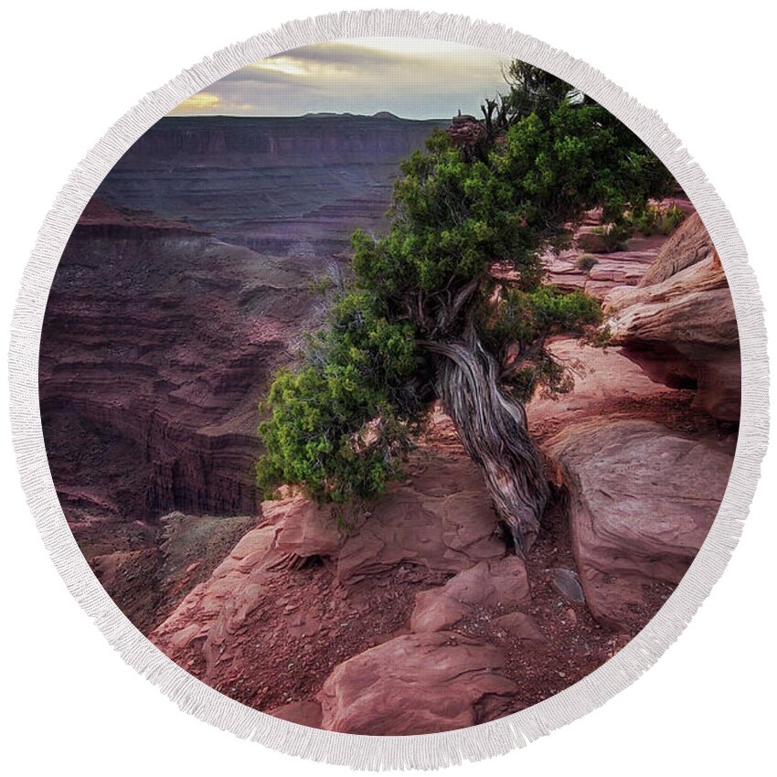 Dead Horse State Park Round Beach Towel featuring the photograph Perserverence by Debra Boucher