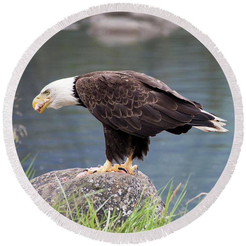 Eagle Round Beach Towel featuring the photograph Petersburg AK Bald Eagle 4 by Louise Magno