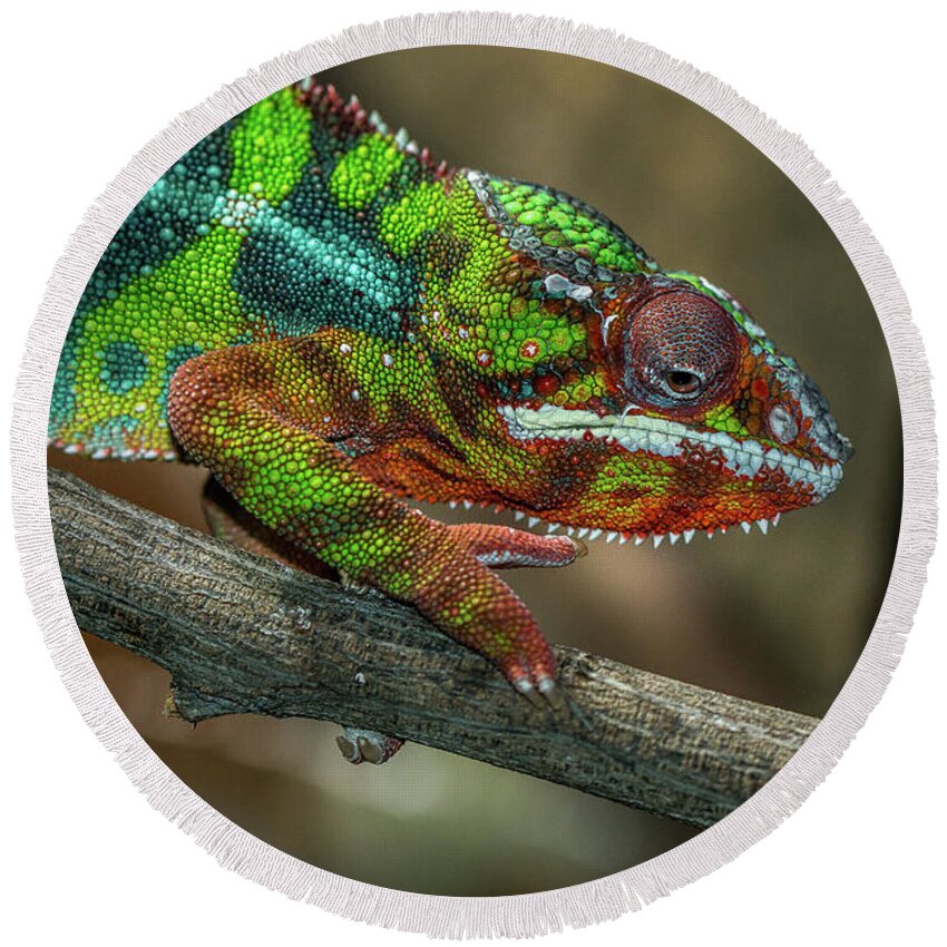 Reptile Round Beach Towel featuring the photograph Ambilobe Panther Chameleon by Jimmy Tran