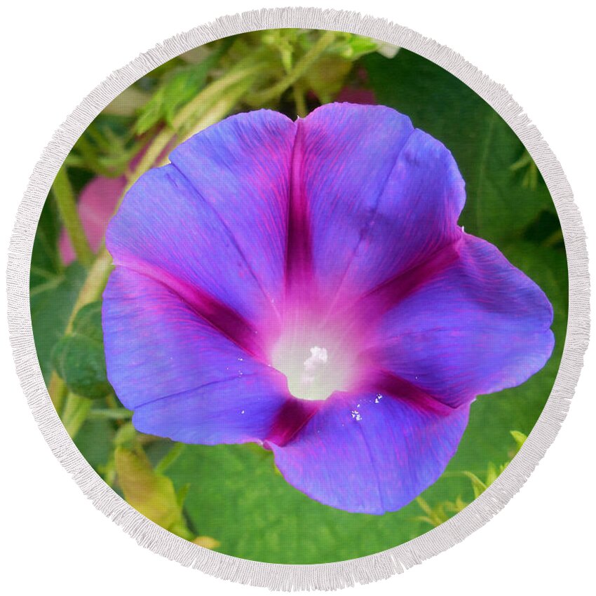 Petunia Round Beach Towel featuring the painting Petunia Blossom 9 by Jeelan Clark