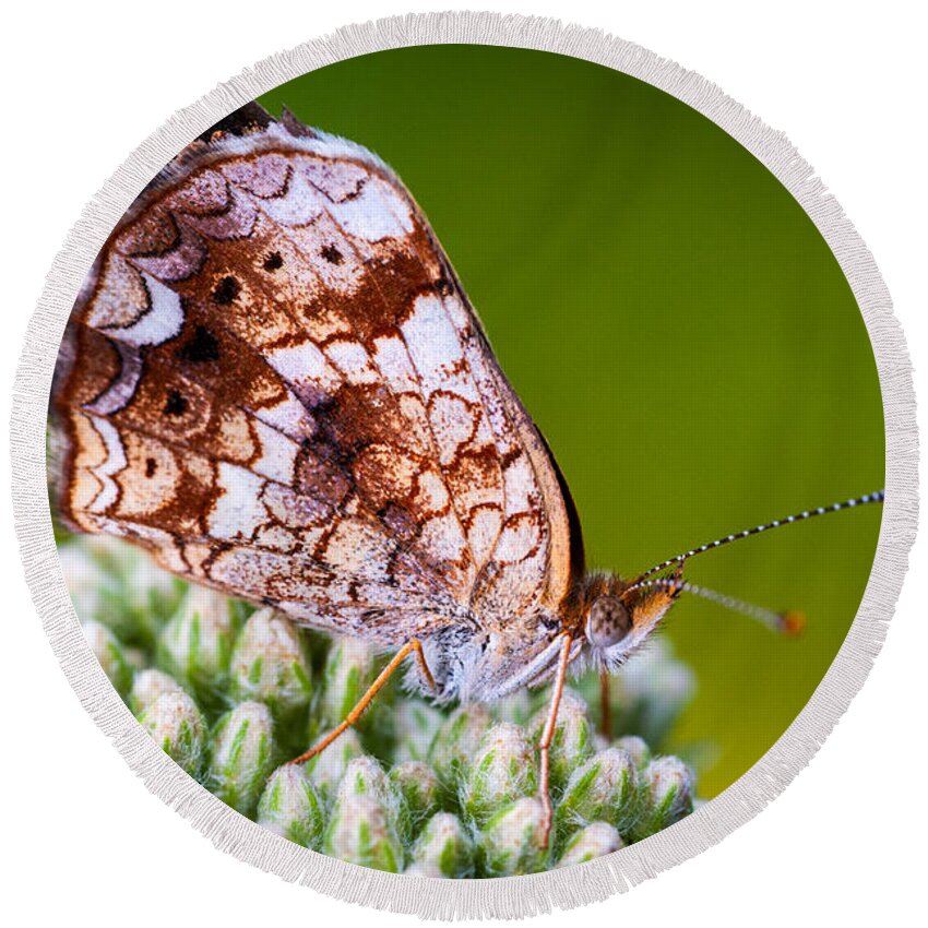 Insect Round Beach Towel featuring the photograph Phaon Crescent by Jeff Phillippi
