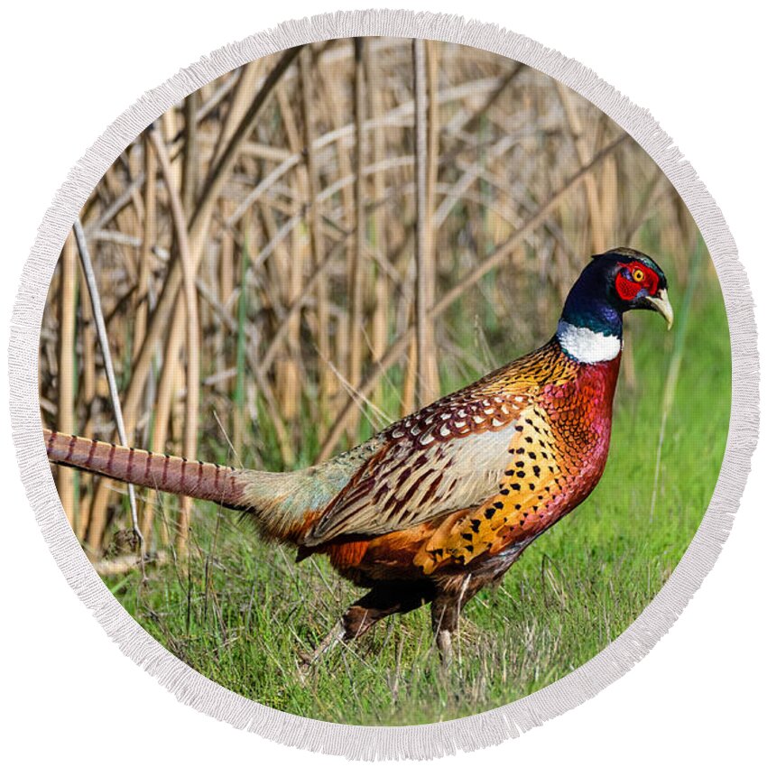 Ring-necked Pheasant Round Beach Towel featuring the photograph Pheasant Cock by Kathleen Bishop