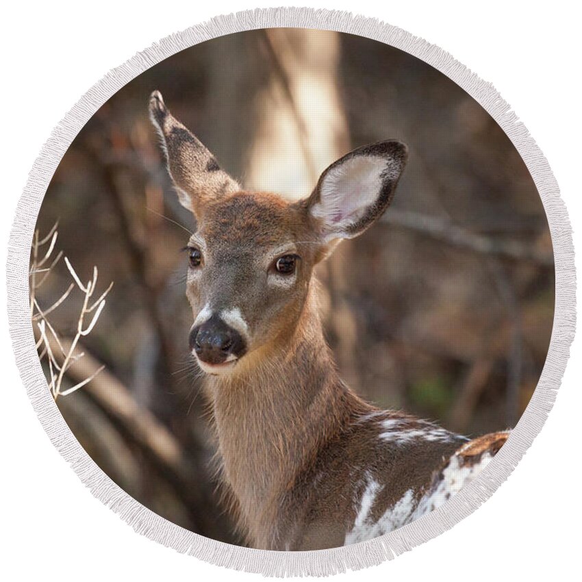 Animal Round Beach Towel featuring the photograph Piebald White-tailed Doe by Erin Cadigan