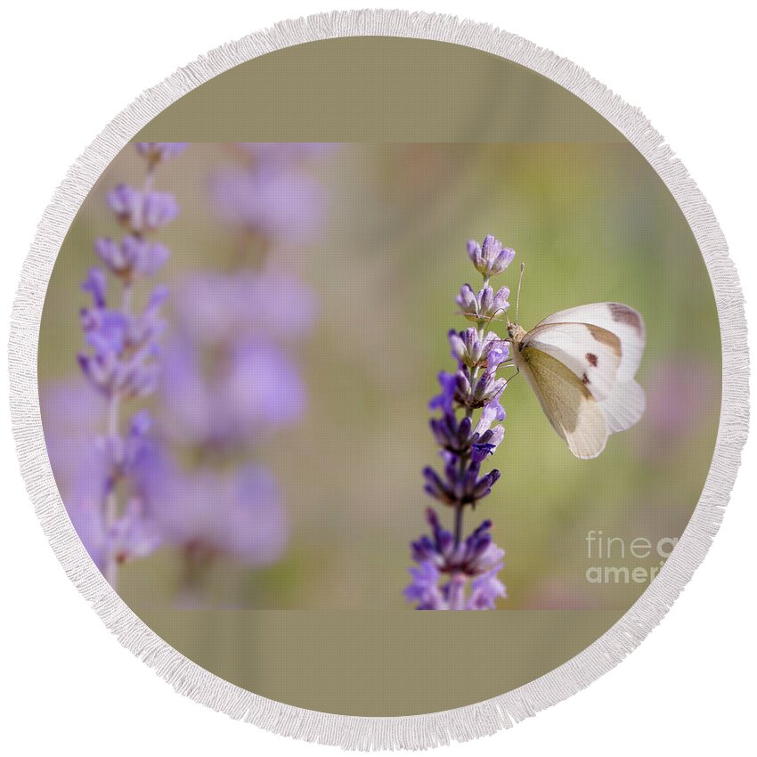Europe Round Beach Towel featuring the photograph Pieris brassicae, the large white, also called cabbage butterfly by Amanda Mohler