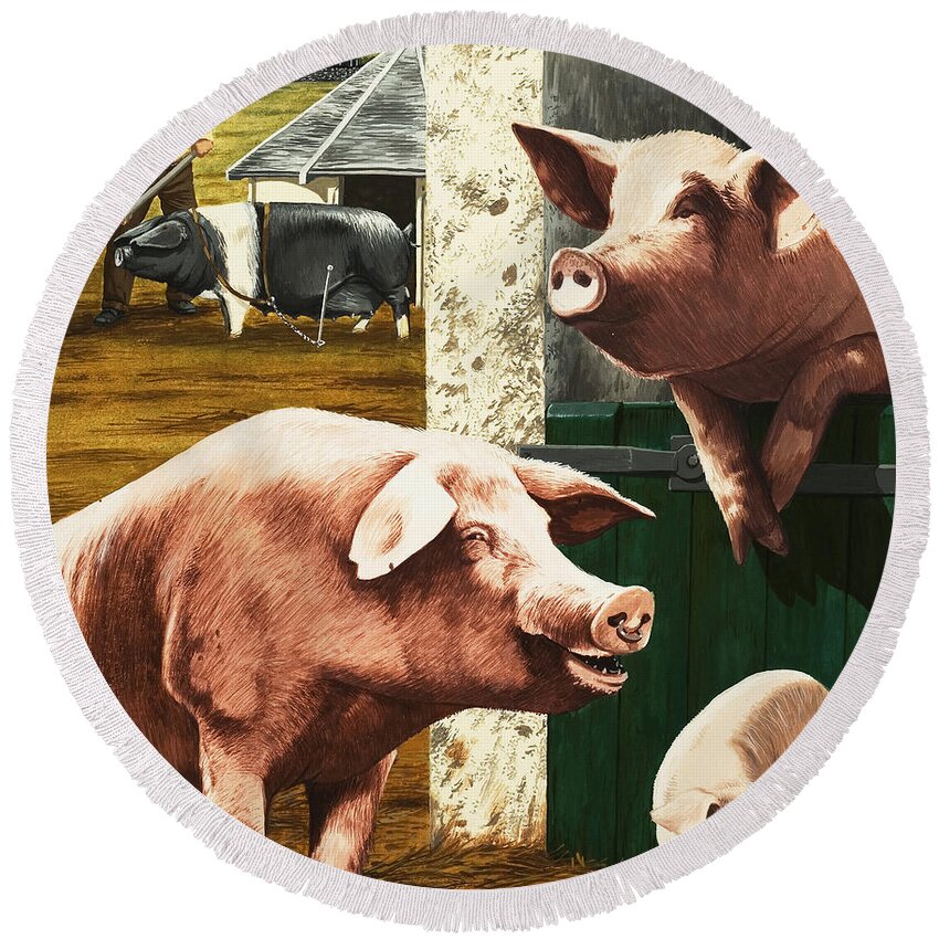 Farm Round Beach Towel featuring the painting Pigs by Janet Blakeley