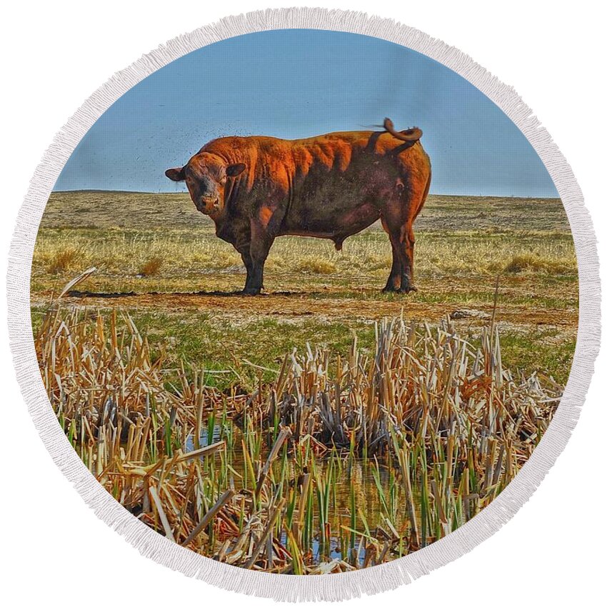 Blue Round Beach Towel featuring the photograph Pigtail Bull by Amanda Smith