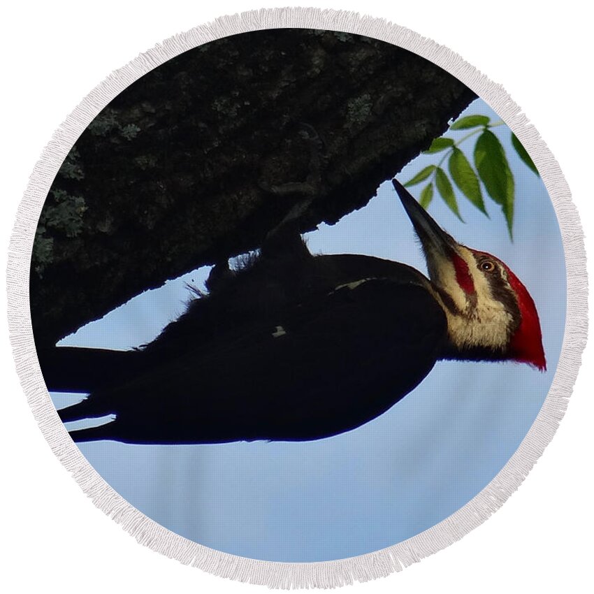 Birds Round Beach Towel featuring the photograph Pileated Woodpecker by Christopher Plummer