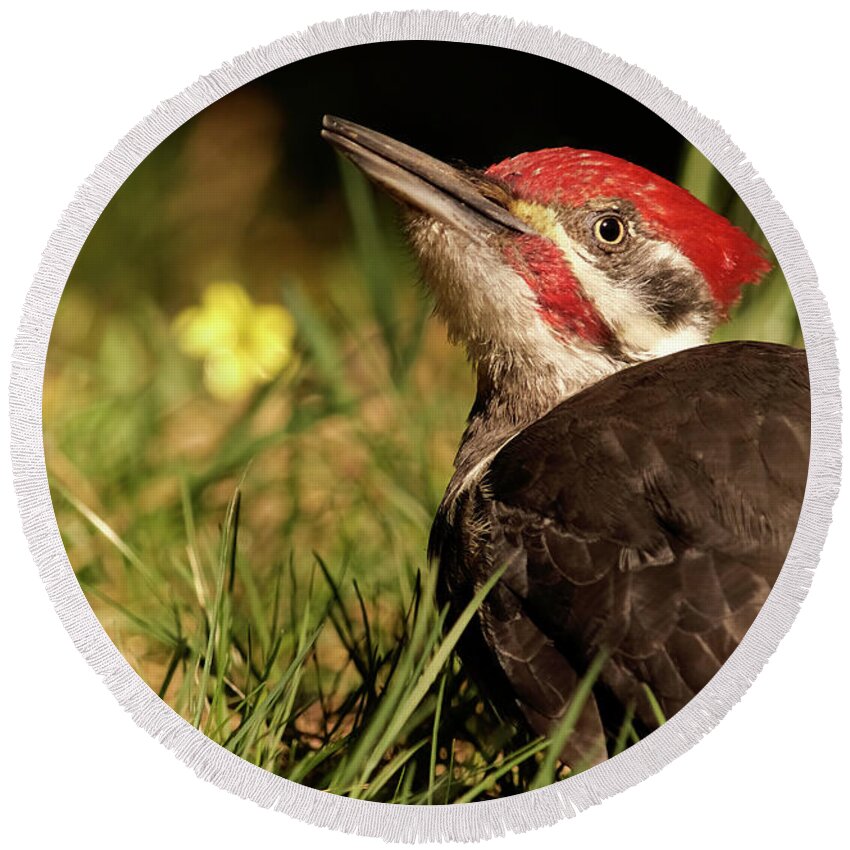 Bird Round Beach Towel featuring the photograph Pileated Woodpecker by Loni Collins
