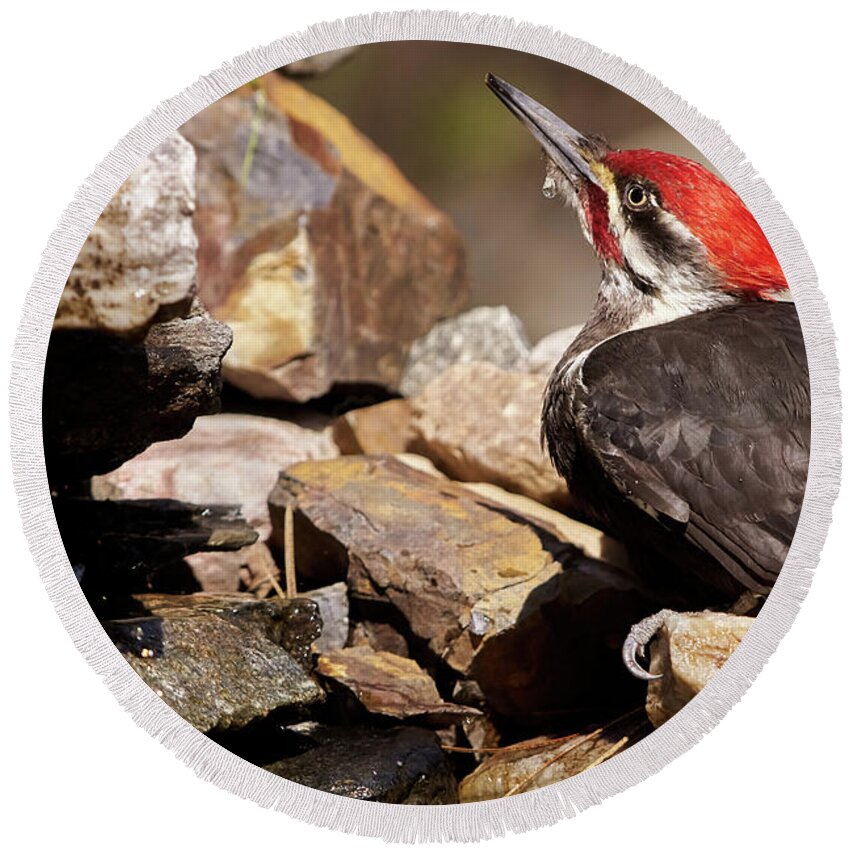 Bird Round Beach Towel featuring the photograph Pileated Woodpecker2 by Loni Collins