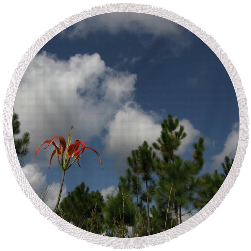 Pine Lily Round Beach Towel featuring the photograph Pine Lily and Pines by Paul Rebmann