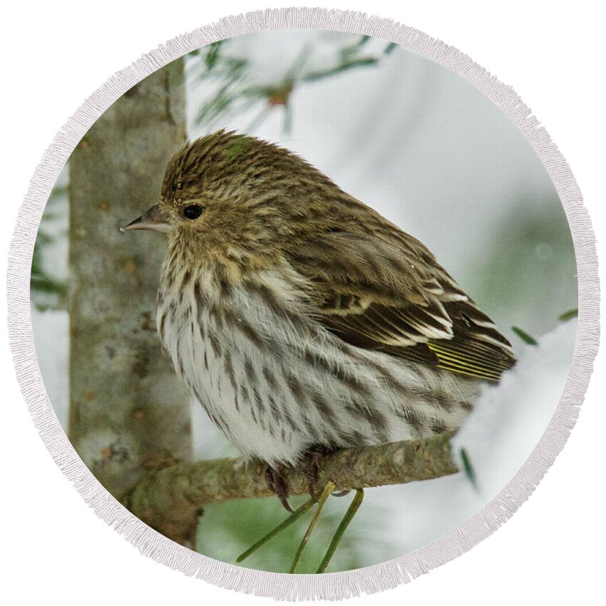 Winter Round Beach Towel featuring the photograph Pine Siskin 6197 by Michael Peychich